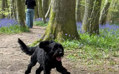 Top 6 Dog-Friendly Things to Do in Tintern